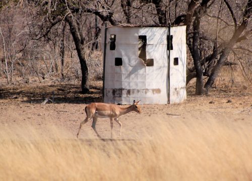 bow hunting for impala