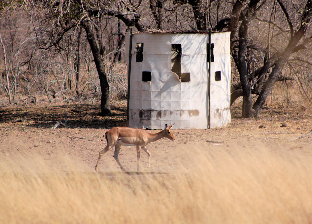 Guide For Hunting With A Longbow